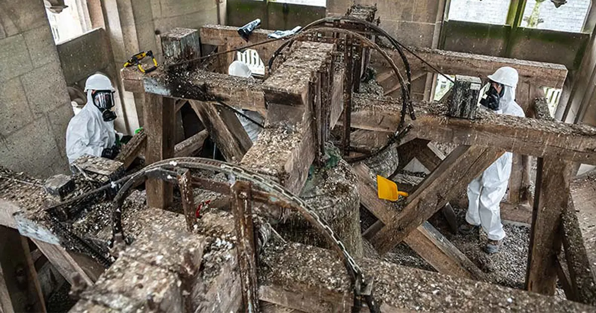 Nettoyage fientes de pigeons